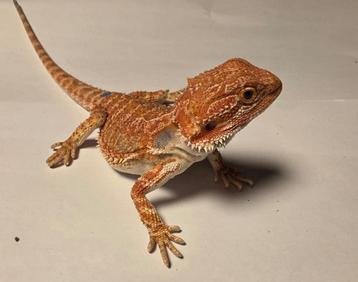 Jonge baardagaam | Orange hypo het trans 33% het zero ♂️ beschikbaar voor biedingen