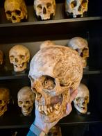 Mensenschedel, Antiek en Kunst, Curiosa en Brocante, Ophalen of Verzenden