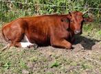Rood Van West-Vlaanderen, Dieren en Toebehoren, Schapen, Geiten en Varkens, Mannelijk, Schaap, 0 tot 2 jaar