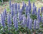 Ajuga 'Géant de Caitlin', Enlèvement