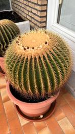 Cactus Echinocereus grusonii, Huis en Inrichting, Kamerplanten, Ophalen, Minder dan 100 cm, Bloeiende kamerplant, Volle zon