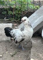 Baardkrielen 2 jonge hanen, Dieren en Toebehoren, Mannelijk, Kip