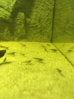 Garnalen, Dieren en Toebehoren, Vissen | Aquariumvissen