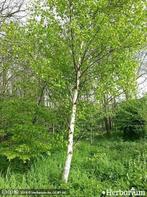 Zilverberk, Tuin en Terras, Ophalen