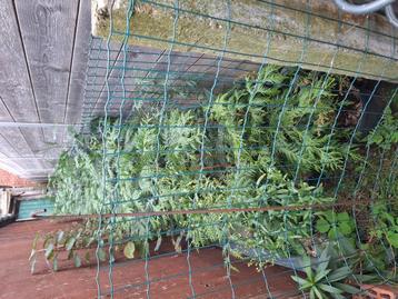 Haagconiferen beschikbaar voor biedingen