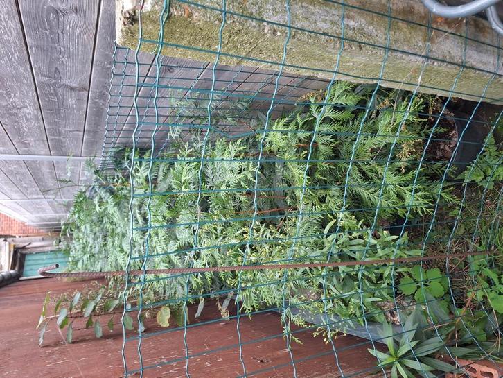 Haagconiferen, Tuin en Terras, Planten | Tuinplanten, Ophalen