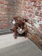 I wij zoeken goede thuis voor ons hond, Dieren en Toebehoren, Honden | Bulldogs, Pinschers en Molossers, België, Teef, Eén hond