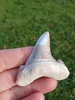 Otodus Obliquus haaientand fossiel uit Dakhla, Ophalen of Verzenden, Fossiel