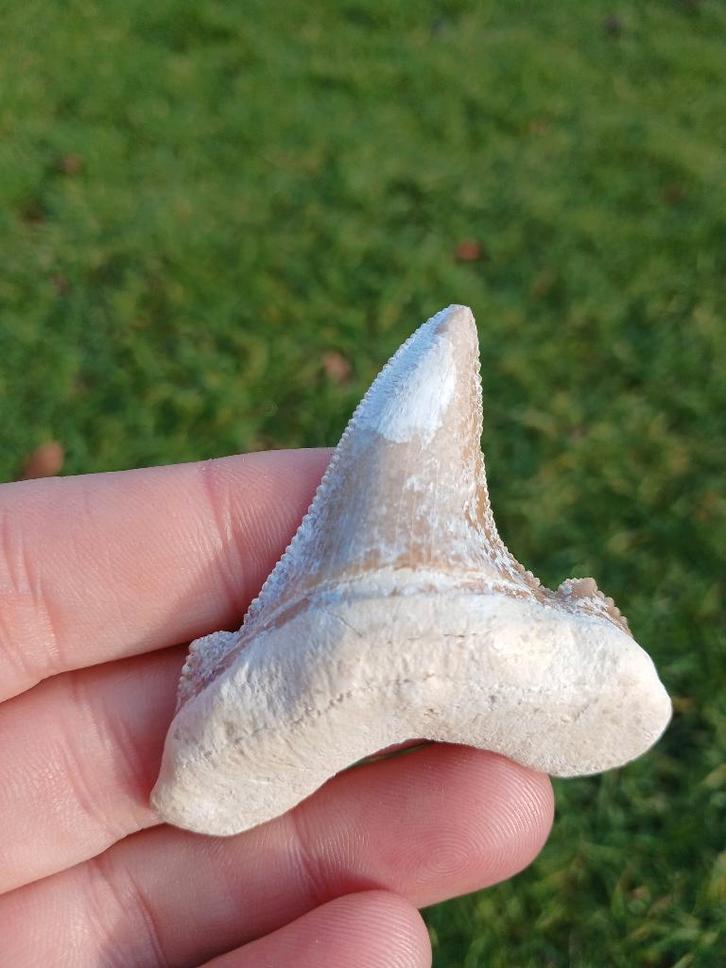 Fossile de dent de requin Otodus Obliquus de Dakhla, Collections, Minéraux & Fossiles, Fossile, Enlèvement ou Envoi