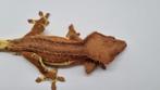 Crested gecko wimpergekko man