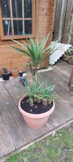 Yucca Gloriosa, Jardin & Terrasse, Plantes | Jardin, Enlèvement ou Envoi