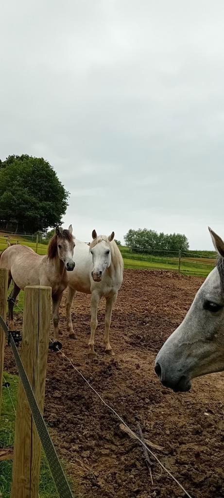 Moeder en 2 jarig veulen, Dieren en Toebehoren, Paarden, Merrie, Onbeleerd, Minder dan 160 cm, 3 tot 6 jaar, Recreatiepaard