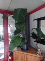 grote strelitzia, Huis en Inrichting, Kamerplanten, Ophalen