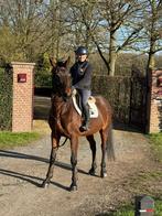 Fijn recreatiepaard, Dieren en Toebehoren, Paarden, Merrie, Recreatiepaard