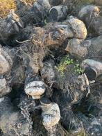 Onderstam appelbomen, Tuin en Terras, 6 m³ of meer, Ophalen, Overige houtsoorten, Stammen