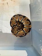 Ball python, Dieren en Toebehoren, Slang