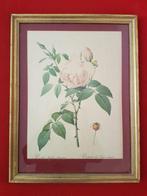 Rosa Indica fragrans Geurende Indiase roos, Antiek en Kunst, Ophalen of Verzenden