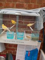 Te koop mooi gele mannetjes kanaries van 2025 met ring, Dieren en Toebehoren, Mannelijk, Kleurkanarie