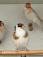 Grote distelvink 2025 wildkleurbont, Dieren en Toebehoren, Vogels | Overige Vogels