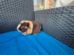 Lieve Us teddy zeugjes, Dieren en Toebehoren, Knaagdieren, Cavia, Juli, Vrouwelijk, Tam