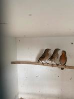 Mexicaanse roodmus, Dieren en Toebehoren