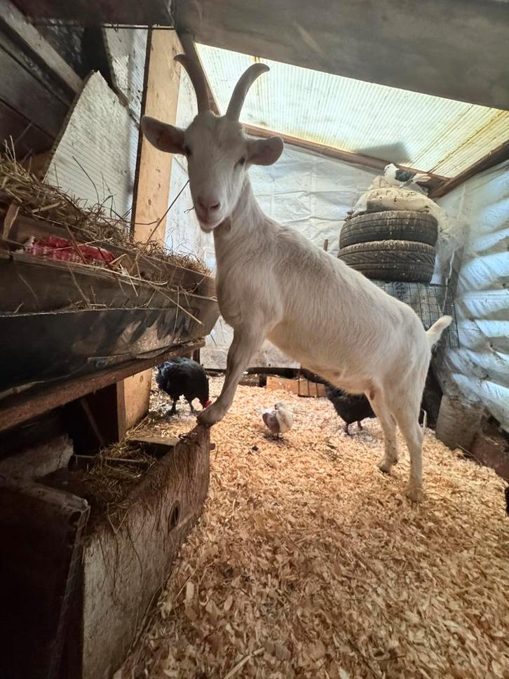 Sanen geit, Dieren en Toebehoren, Schapen, Geiten en Varkens, Geit, Vrouwelijk, 0 tot 2 jaar