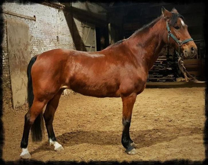 Bomproof D-pony, Dieren en Toebehoren, Paarden, Ruin