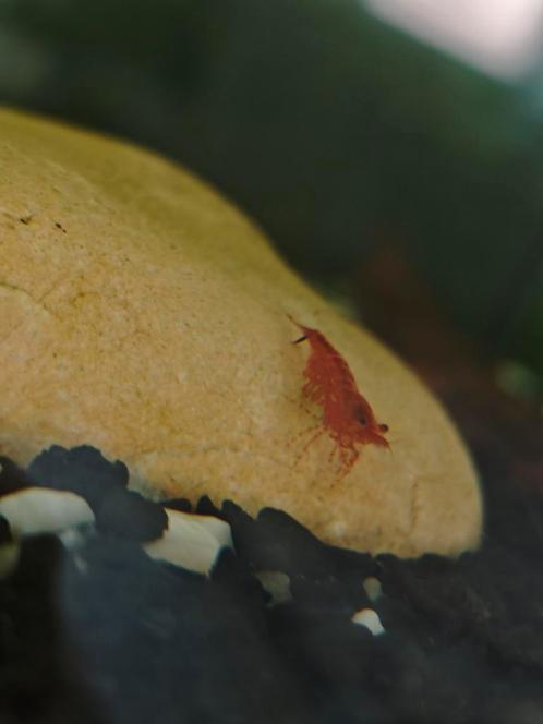 Hey ik heb rode garnalen  lees meer in beschrijving, Dieren en Toebehoren, Vissen | Aquaria en Toebehoren, Ophalen of Verzenden