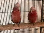 koppel zeer tamme roze kaketoe van 2025, Plusieurs animaux, Perroquet, Domestique