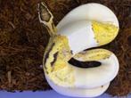 0.1 ghi firefly pied ball python, Dieren en Toebehoren, Slang, 0 tot 2 jaar