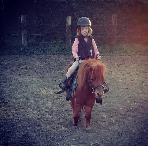 pony, Dieren en Toebehoren, Pony's, Ruin, Niet van toepassing, A pony (tot 1.17m), Recreatiepony, 11 jaar of ouder, Met stamboom
