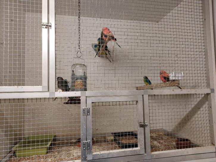 Bourkes parkieten + turquoisine(neophema), Dieren en Toebehoren, Vogels | Parkieten en Papegaaien