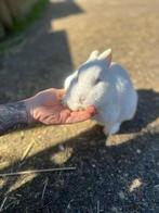 Nog 2 mooie dwerg konijntjes beschikbaar !!!., Dieren en Toebehoren, Konijnen, Meerdere dieren, Dwerg, 0 tot 2 jaar