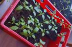 Peperplanten  1€, Tuin en Terras, Planten | Tuinplanten, Ophalen