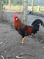 Marans hanen en leghorn haan, Dieren en Toebehoren