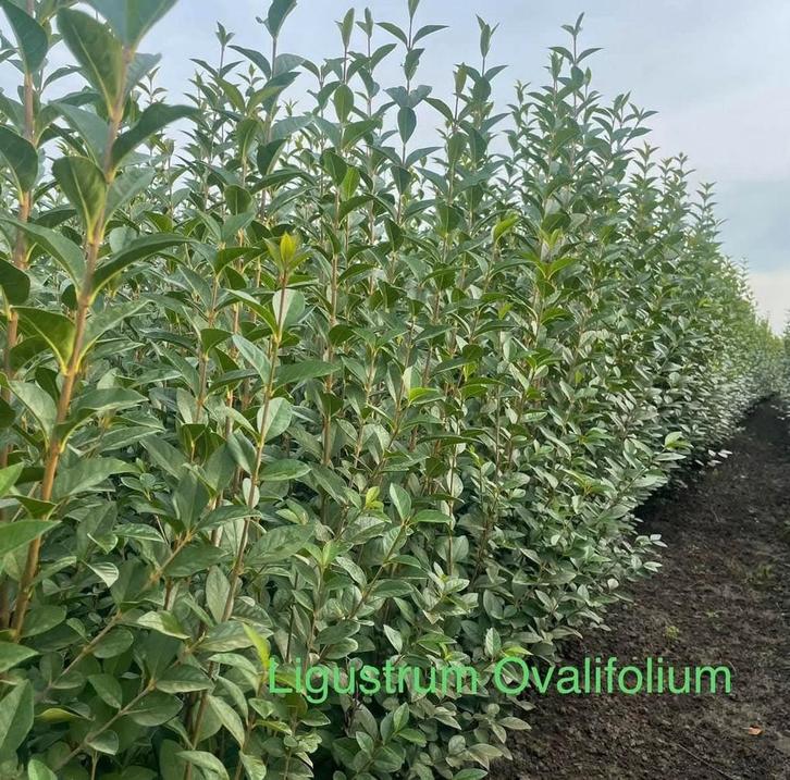 Ligustrum ovalifolium promo!, Tuin en Terras, Planten | Struiken en Hagen, Taxus, Ophalen