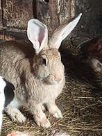 Mooie halfwas vrouwelijk groot konijn, Dieren en Toebehoren, Konijnen, Vrouwelijk, Groot