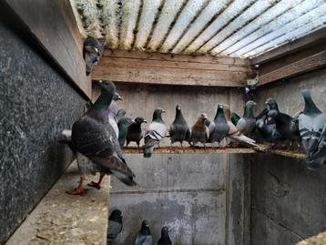 Slacht  duiven, Meerdere dieren, Postduif