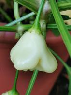 5 zaden peper Aji Fantasy Sparkly White, Tuin en Terras, Voorjaar, Zaad, Verzenden