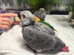 Gris de Gabon élevés à la main, Dieren en Toebehoren, Vogels | Parkieten en Papegaaien