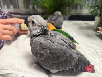 Gris de Gabon élevés à la main  beschikbaar voor biedingen