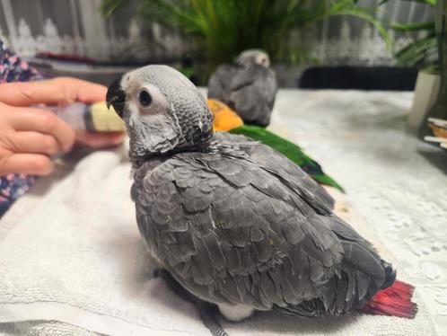 Gris de Gabon élevés à la main, Dieren en Toebehoren, Vogels | Parkieten en Papegaaien