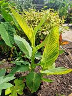 Canna Pretoria, Tuin en Terras, Planten | Tuinplanten, Ophalen