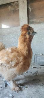 USA zijdehoen Buff, Dieren en Toebehoren