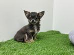 MINI Chihuahua pups, Dieren en Toebehoren, België, 8 tot 15 weken, CDV (hondenziekte), Meerdere