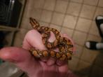 Boa arc-en-ciel de Guyane, Dieren en Toebehoren, Reptielen en Amfibieën