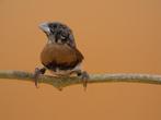 Dwergrietvink - Lonchura castaneothorax sharpii, Dieren en Toebehoren, Mannelijk, Tropenvogel, Geringd