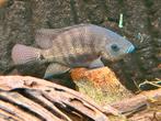 Pantano cichlide, Dieren en Toebehoren