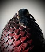 Luipaardgekko Black Knight, Hagedis, Tam, 0 tot 2 jaar