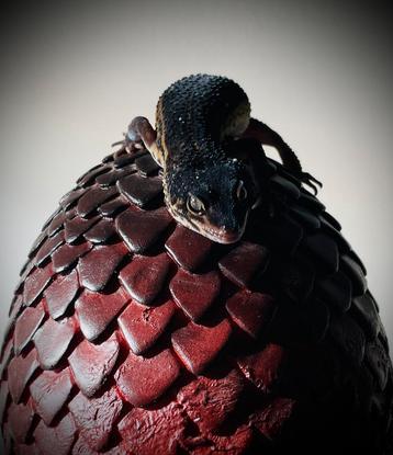 Luipaardgekko Black Knight beschikbaar voor biedingen